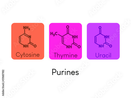 Purines Nitrogenous bases. Nucleotide used in DNA and RNA synthesis chemical structure on colorful background.