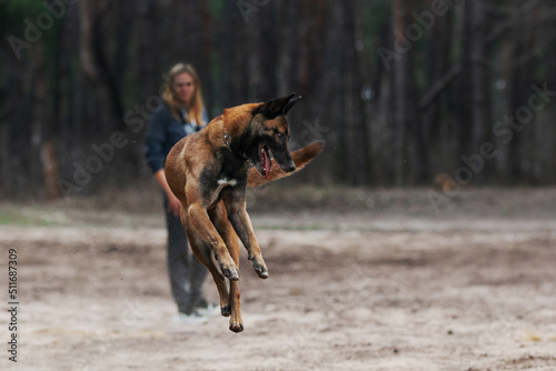 Belgian shepherd malinois dog playing with frisbee disc in the forest