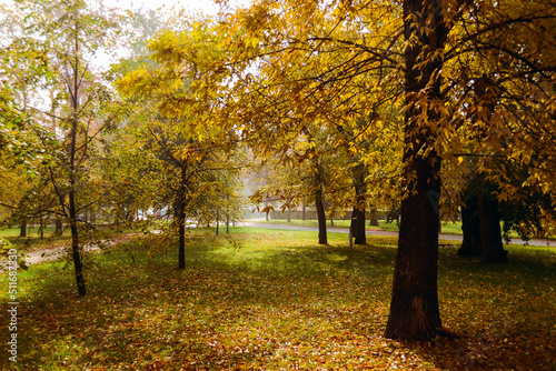 Trees with golden foliage stand on the ground strewn with autumn leaves in an autumn park in Germany in the morning