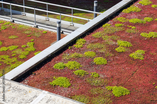 Green roof covered in Sedum for rain water conservation, roof garden