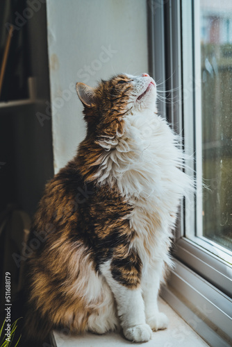Cat resting on the window.