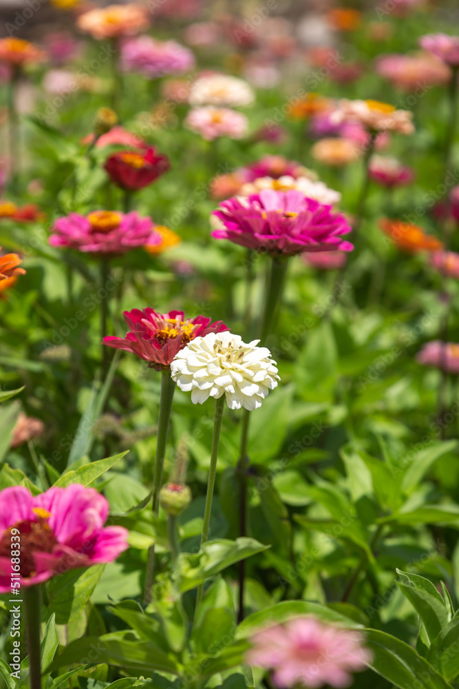 Pretty Zinnia Flowers, with a Shallow Depth of Field Pretty Zinnia Flowers, with a Shallow Depth of Field