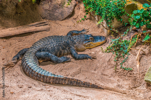 one crocodile lies on a beach and sunbathes