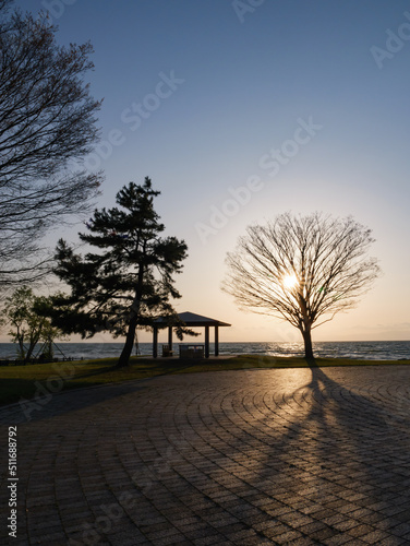 A park at dusk, a single tree lit by a powerful backlight