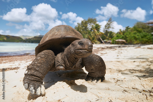 Aldabra giant tortoise on sand beach. Close-up view of turtle in Seychelles.. photo