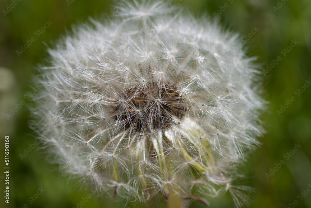 Fototapeta premium white dandelion close-up on a natural background.