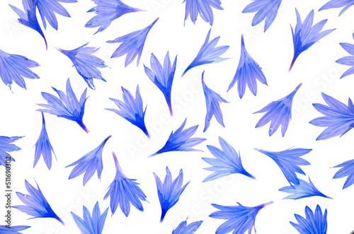 Blue cornflower petals isolated on white background  top view. Background of blue cornflower petals isolated on white. Set of blue cornflower petals isolated on white background  top view. Floral set.