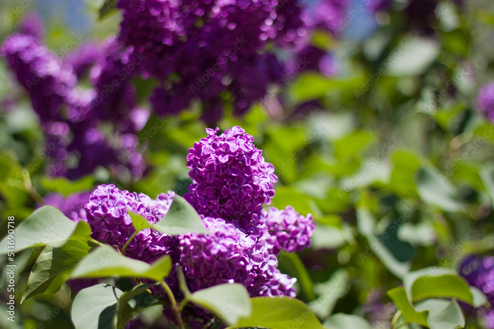 Lilac flowers close-up on a natural background. Lilac flowers close-up on a natural background.