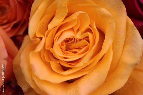 orange rose close up