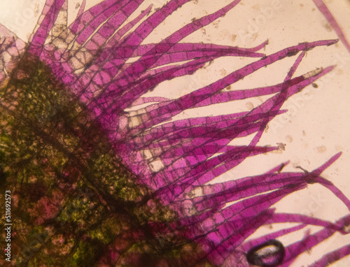 plant under microscope photo