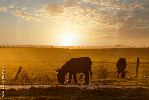 Donkeys grazing in a sunset at farm