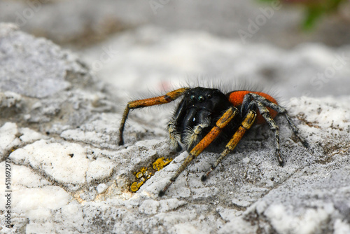Goldaugenspringspinne // Jumping spider (Philaeus chrysops) - Montenegro