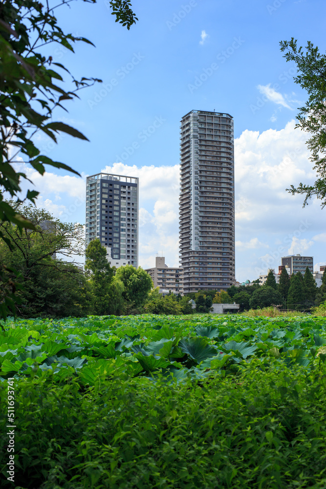 Fototapeta premium 上野公園 不忍池