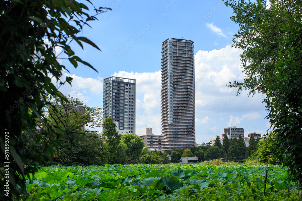 Fototapeta premium 上野公園 不忍池