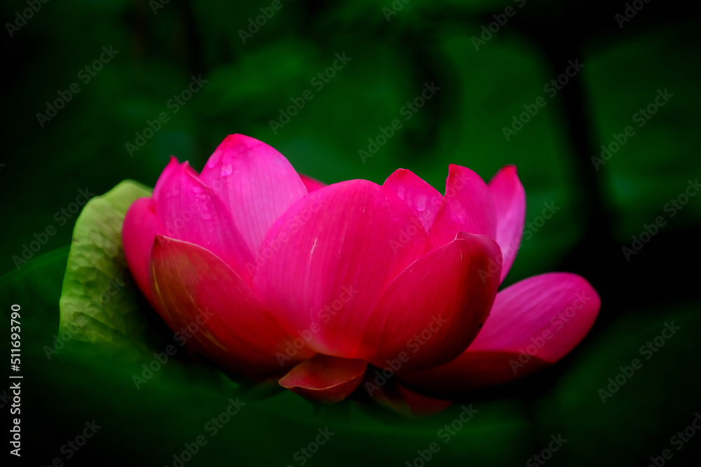 Obraz premium はすの花