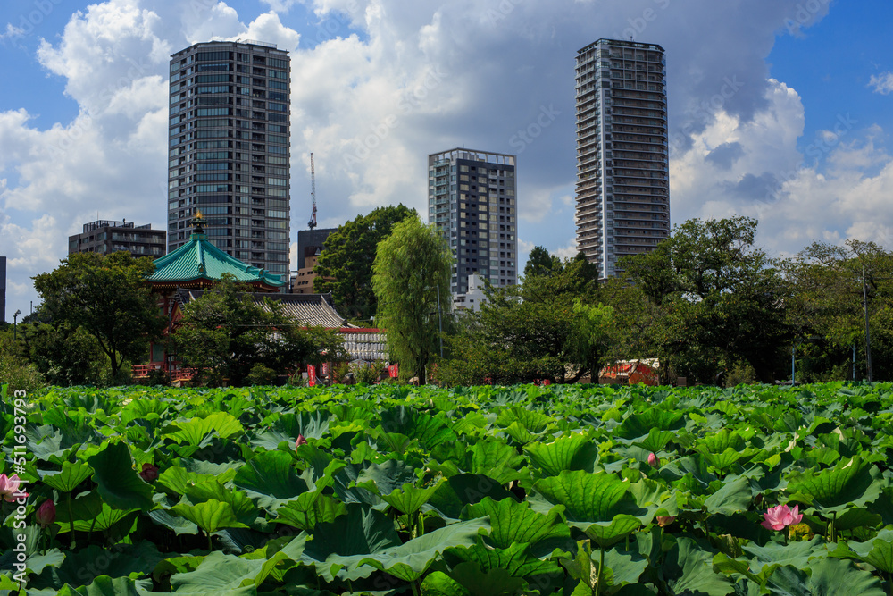 Fototapeta premium 上野公園 不忍池