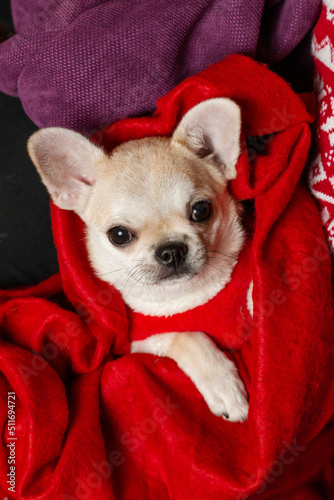 Cute white chihuahua puppy dog in a Christmas sweater 