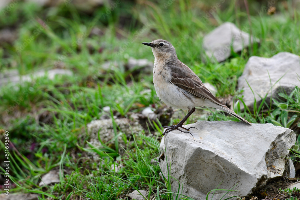 Water Pipit // Bergpieper (Anthus spinoletta) Water Pipit // Bergpieper (Anthus spinoletta)