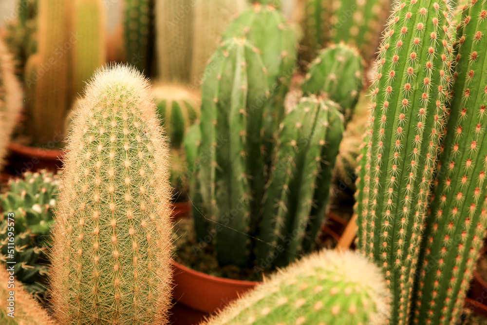 Pots of different kind of cactus for sale Pots of different kind of cactus for sale