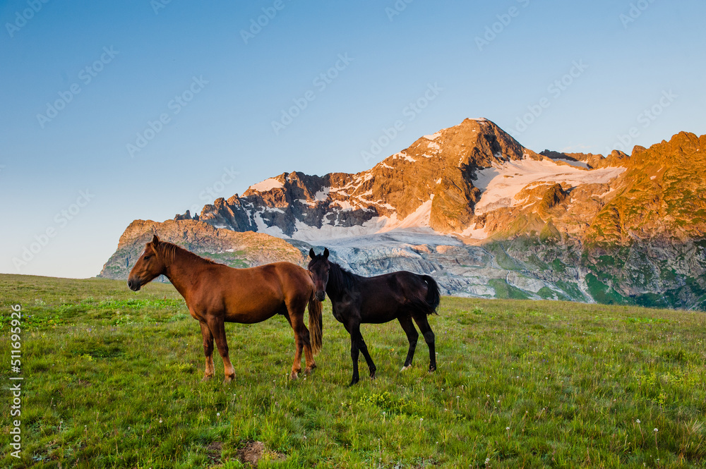The beautiful summer landscape with horses in Arkhyz