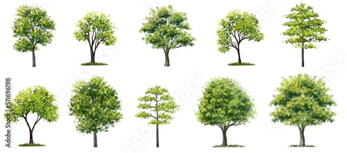 Set of watercolor of tree side view isolated on white background for landscape  and architecture drawing  elements for environment and garden botanical for section 