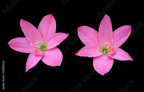  Fairy Lily or Rain Lily or Zephyr Flower or Zephyranthes spp flower. Close up pink head flower bouquet isolated on white background.