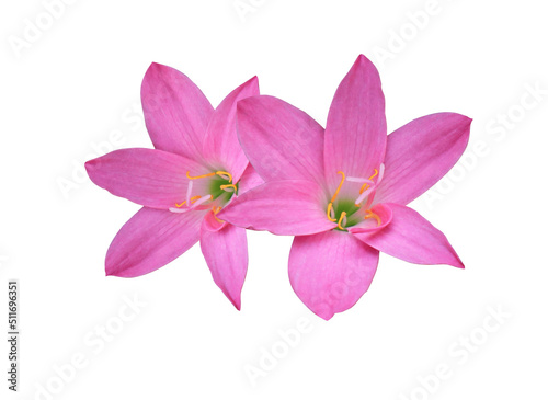  Fairy Lily or Rain Lily or Zephyr Flower or Zephyranthes spp flower. Close up pink head flower bouquet isolated on white background. © Tonpong