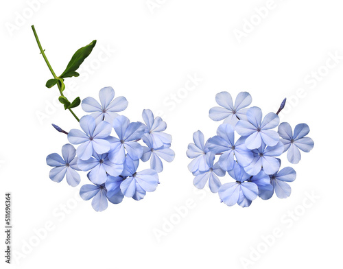 White plumbago or Cape leadwort flower. Collection of small blue flower bouquet isolated on white background.   photo