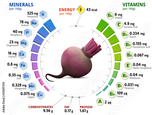Vitamins and minerals of beetroot tuber. Infographics about nutrients in raw beet. Vector illustration about vegetables, vitamins, health food, nutrients, diet, etc
