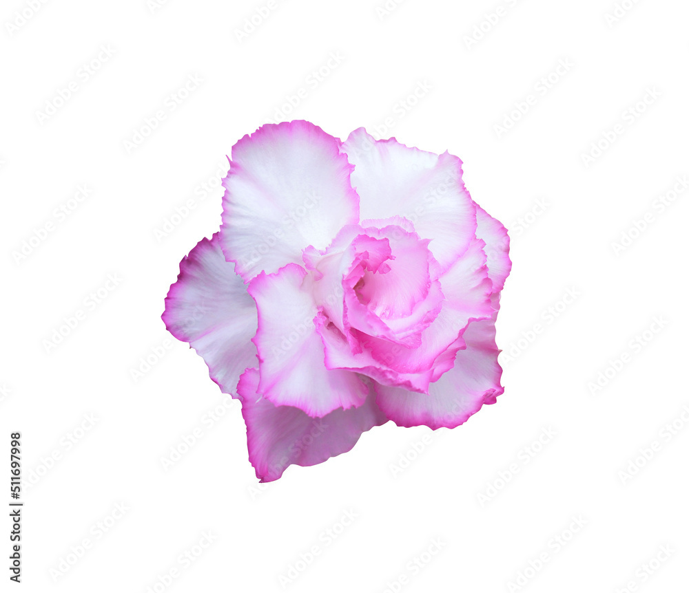 Impala Lily or Pink Bignonia or Mock Azalea or Desert Rose flower. Close up pink-purple head Azalea flower isolated on white background.