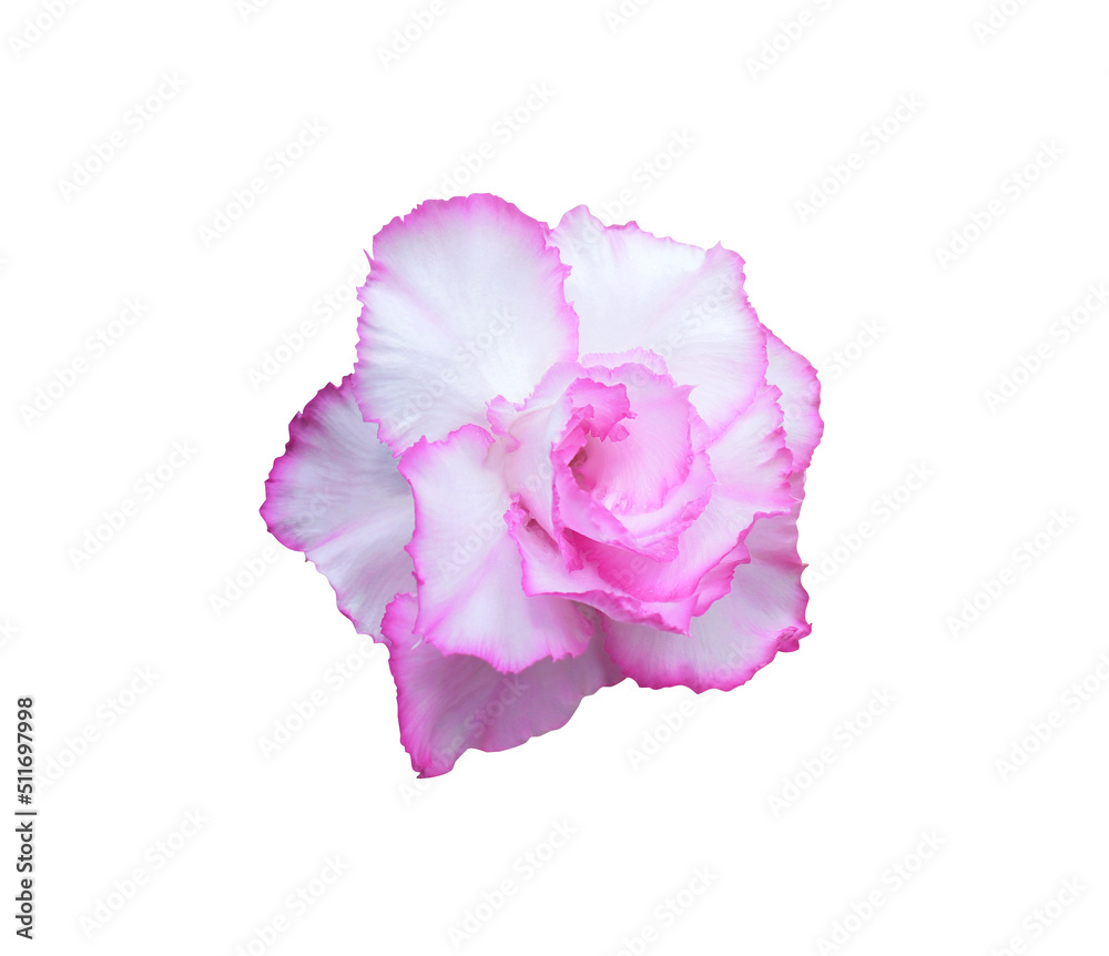 Impala Lily or Pink Bignonia or Mock Azalea or Desert Rose flower. Close up pink-purple head Azalea flower isolated on white background. Impala Lily or Pink Bignonia or Mock Azalea or Desert Rose flower. Close up pink-purple head Azalea flower isolated on white background.