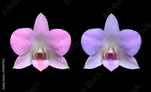 Phalaenopsis or Orchid flower. Collection pink and blue orchid flower bouquet isolated on black background.