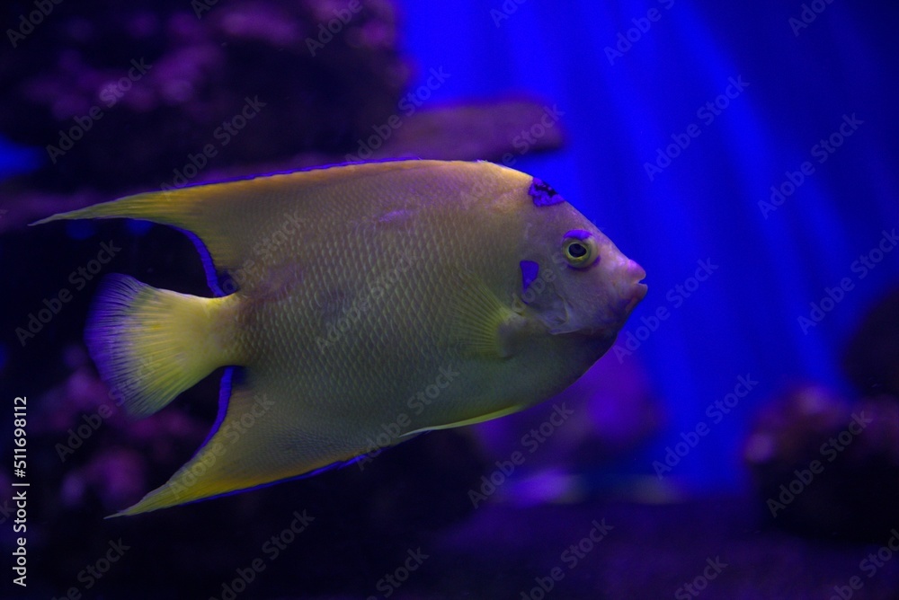 fish in aquarium