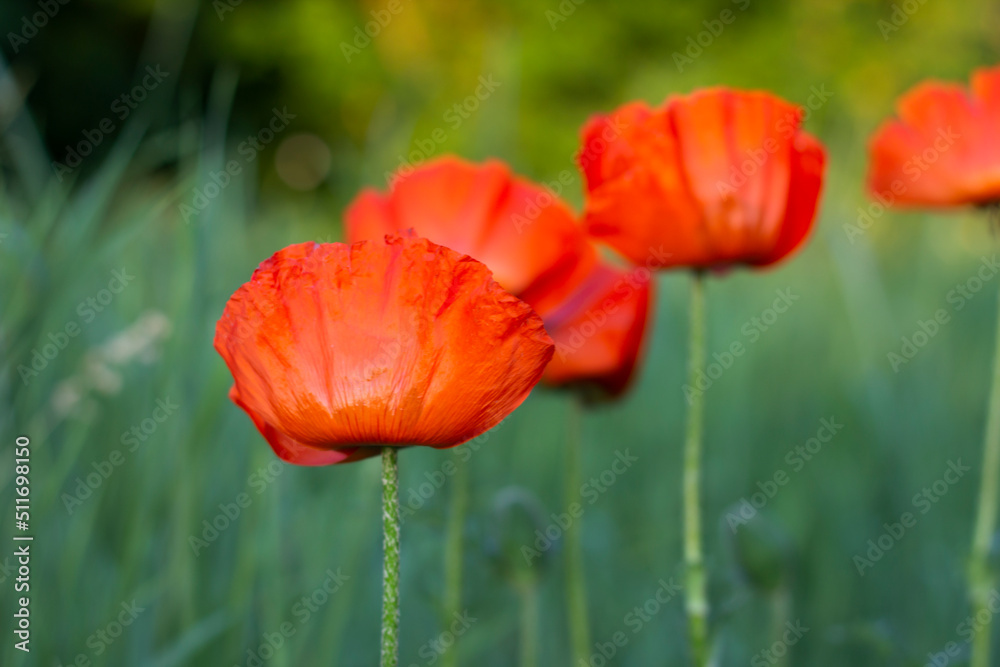red poppy flower red poppy flower
