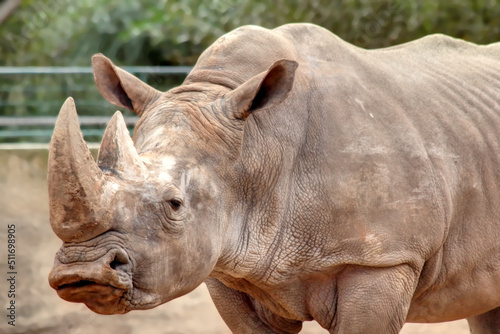 Un rhinocéros force de la nature
