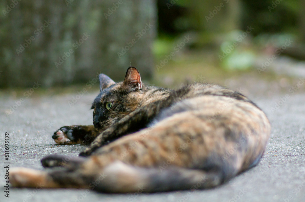 Wild cat relaxing on the streets of Japan Wild cat relaxing on the streets of Japan