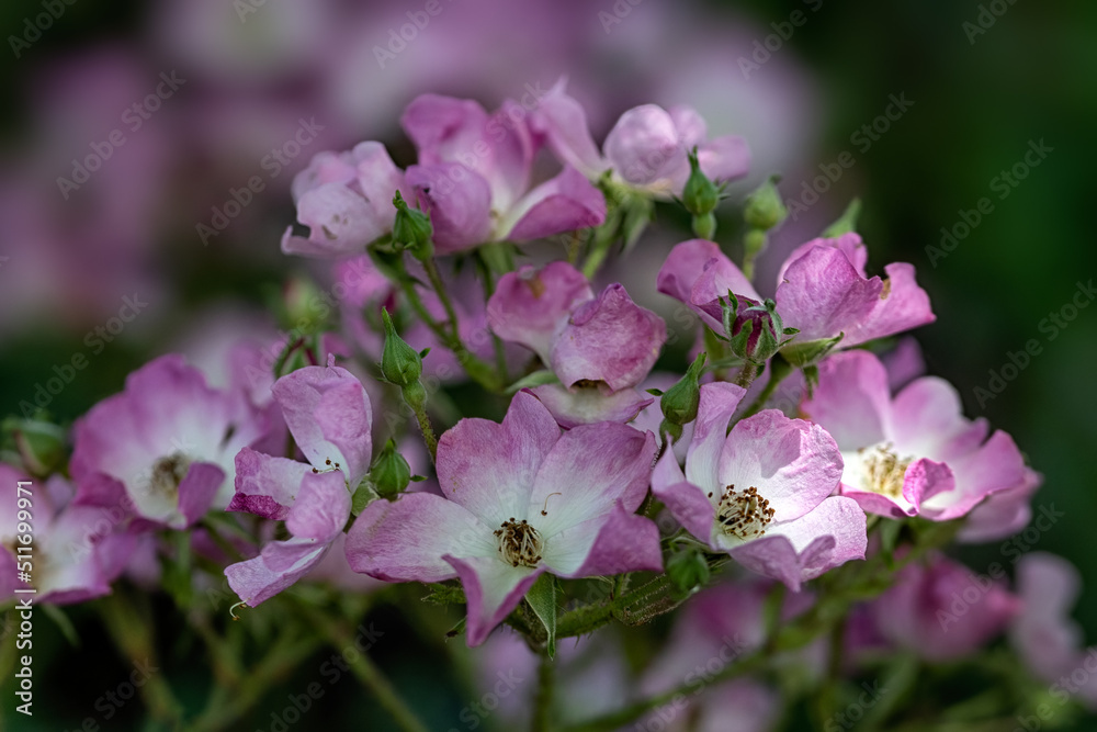 Spray of flowers of Rosa 'Ballerina' in a garden in summer Spray of flowers of Rosa 'Ballerina' in a garden in summer
