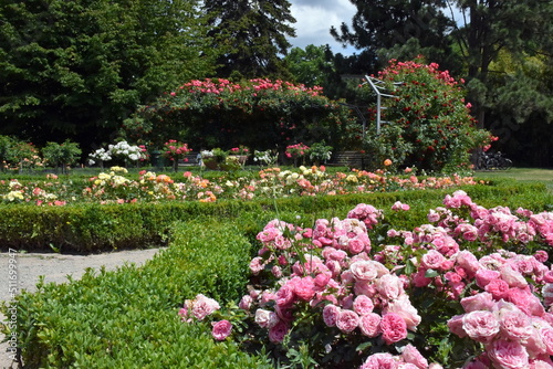 Fototapeta Naklejka Na Ścianę i Meble -  Blühende Rosen im Freiburger Stadtgarten