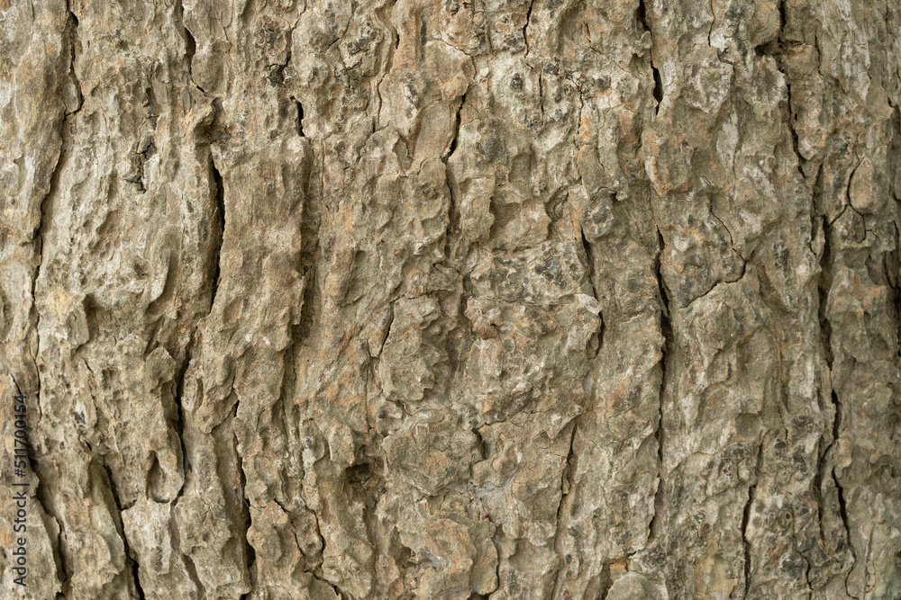 dry tree bark texture and background, nature concept dry tree bark texture and background, nature concept