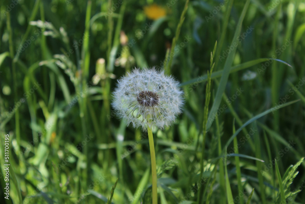 Ripe fluffy dandelion with blurred background Ripe fluffy dandelion with blurred background