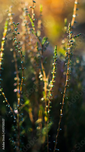 Macro de petites tiges de bruyères sauvages, aux pétales mauves.  Elles ont été photographiées pendant le coucher du soleil © Anthony