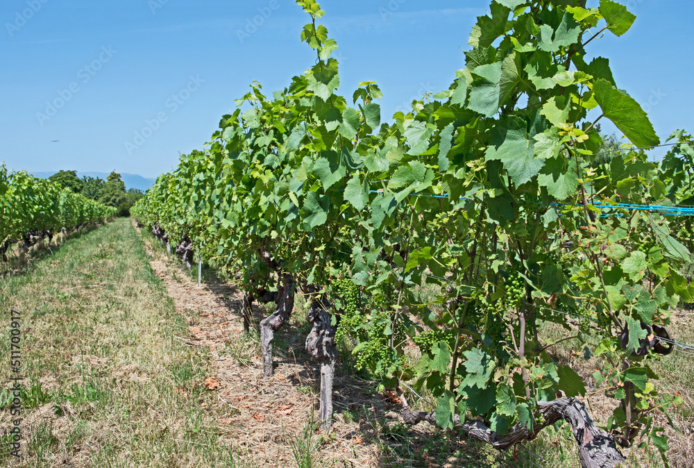 A row of vines with very small grapes beginning to grow on them.