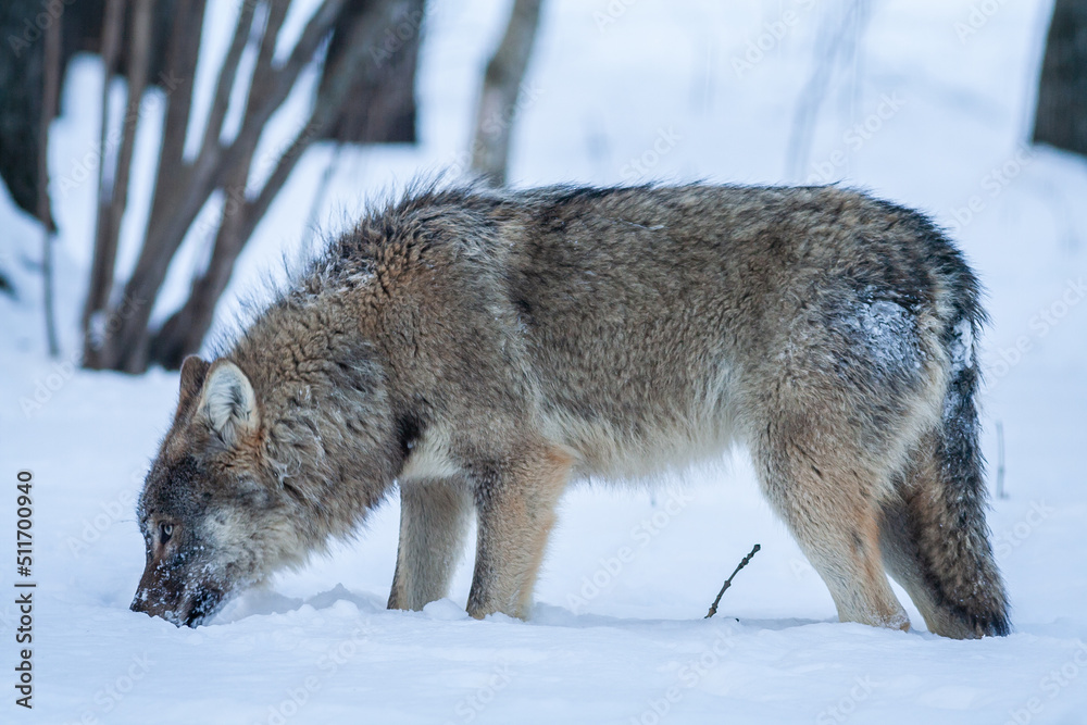 Fototapeta premium Grey Wolf Canis lupus Between Trees in winter forest.