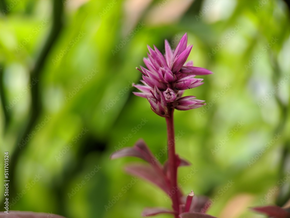 Close up of Celosia argentea, commonly known as the plumed cockscomb or silver cock's comb. This particular specie is the Celosia Argentea Intenz Dark Purple. Close up of Celosia argentea, commonly known as the plumed cockscomb or silver cock's comb. This particular specie is the Celosia Argentea Intenz Dark Purple.