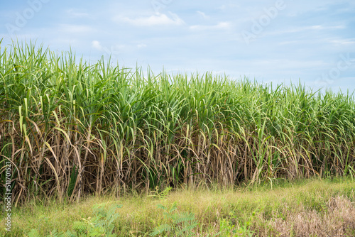 Agriculture sugarcane field farm with blue sky in sunny day background and copy space, Thailand. Sugar cane plant tree in countryside for food industry or renewable bioenergy power.