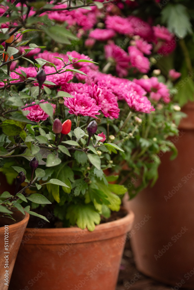 Blooming pink chrysantemum flowers in flowerpot