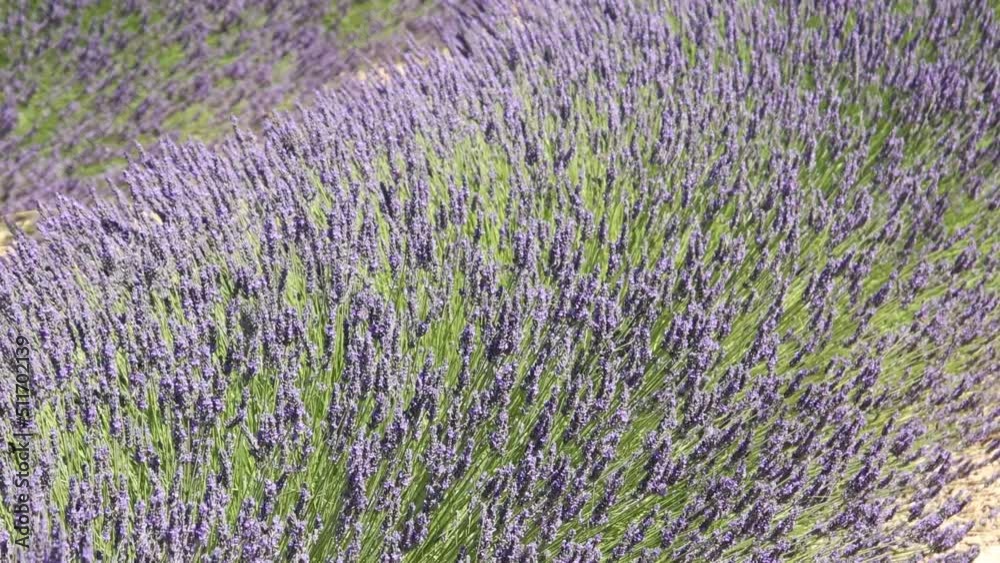 champs de lavande en fleurs