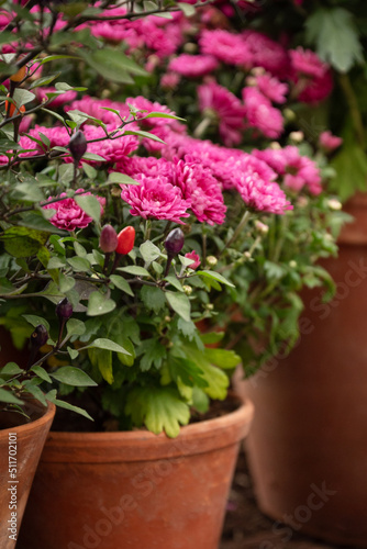 Fototapeta Naklejka Na Ścianę i Meble -  Blooming pink chrysantemum flowers in flowerpot