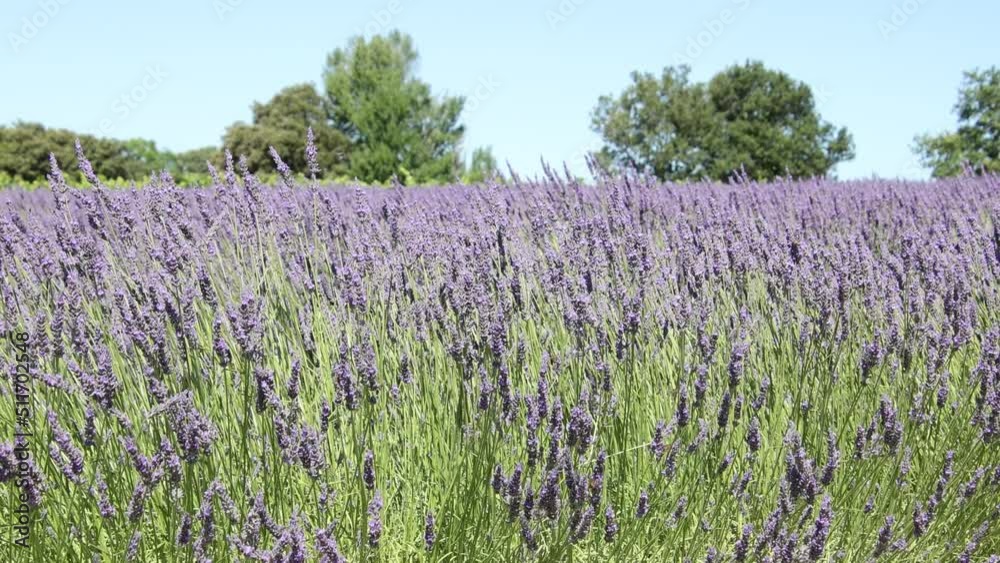 champs de lavande en fleurs