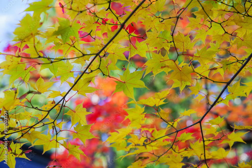 高野山（和歌山県伊都郡高野町）の紅葉